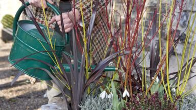 Iemand geeft planten in de winter water met een gieter.