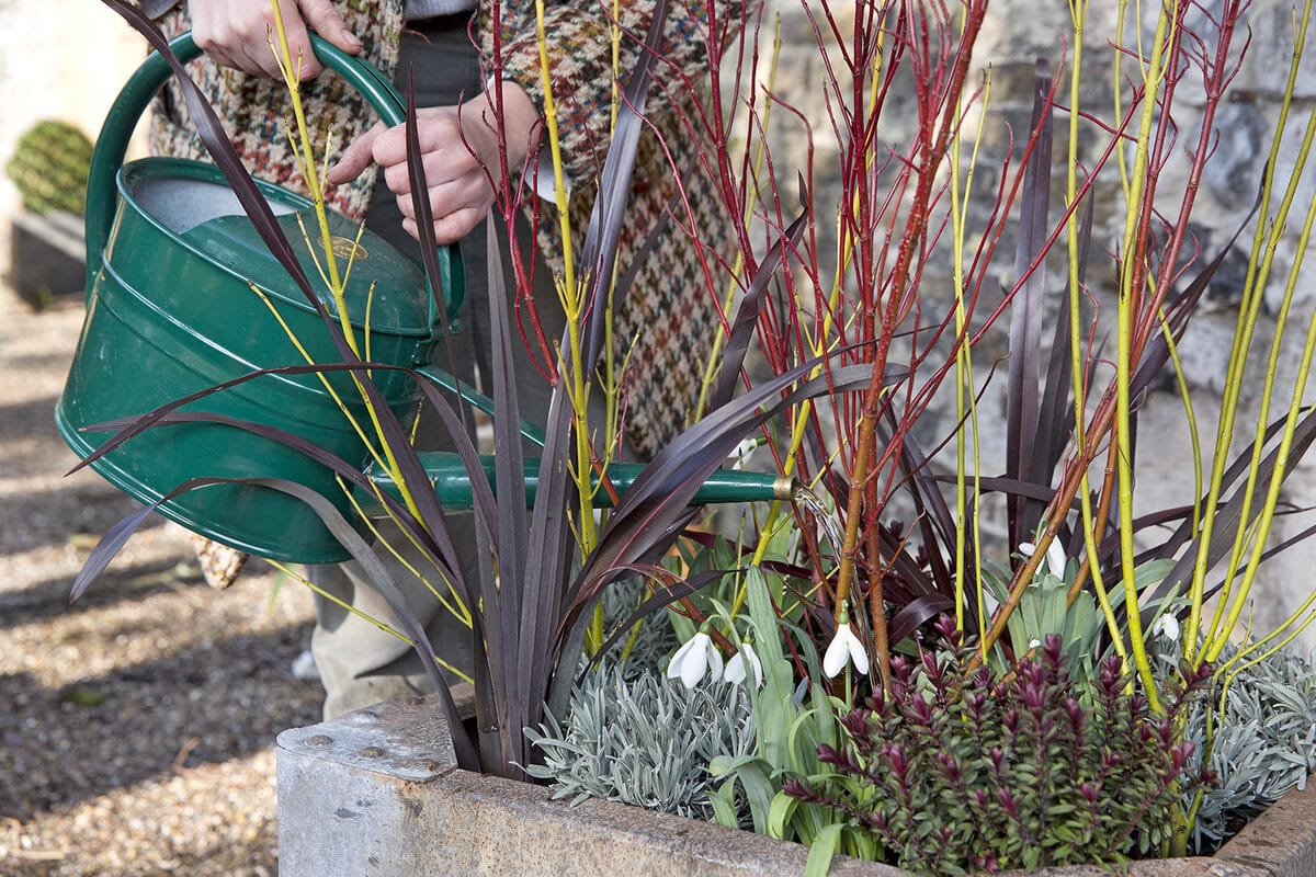 Iemand geeft planten in de winter water met een gieter.