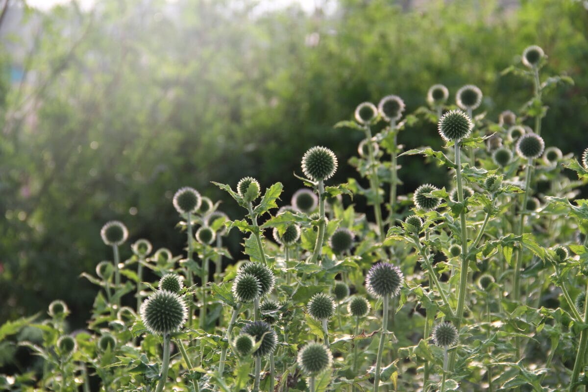 Kogeldistels.