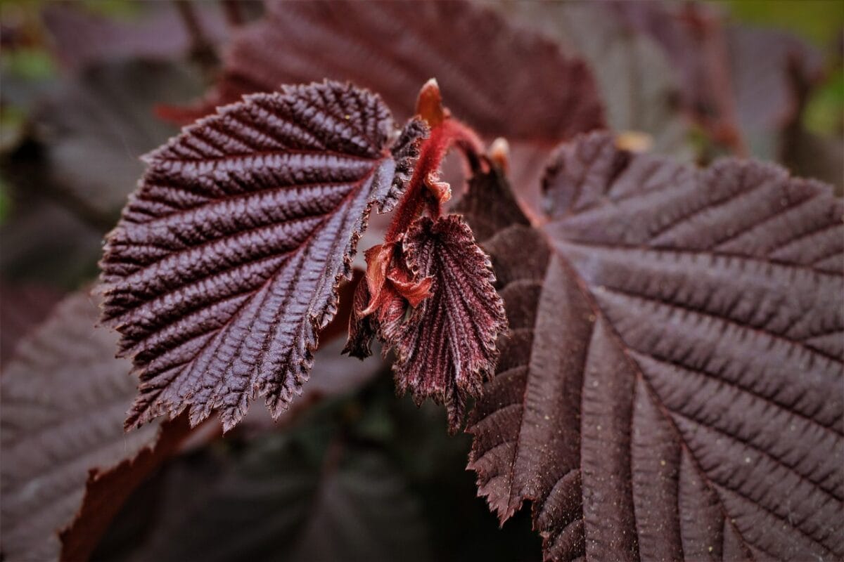 Rode bladeren met knoppen.