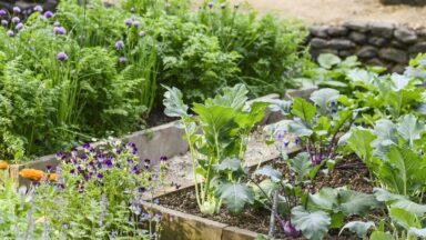 een moestuin aanleggen kan in elk seizoen