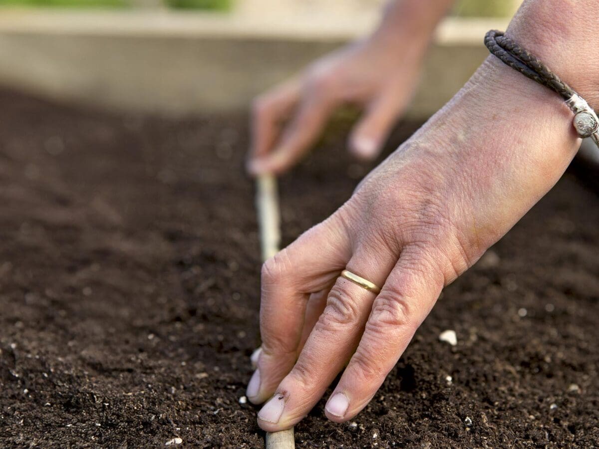 moestuinhack: zaaigeultje maken met een bamboestok