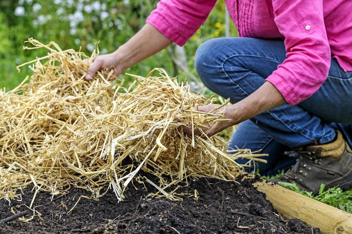 moestuinhack: aardappelen kweken zonder spitten
