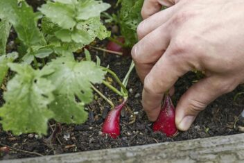 Iemand oogst radijs uit een bak.