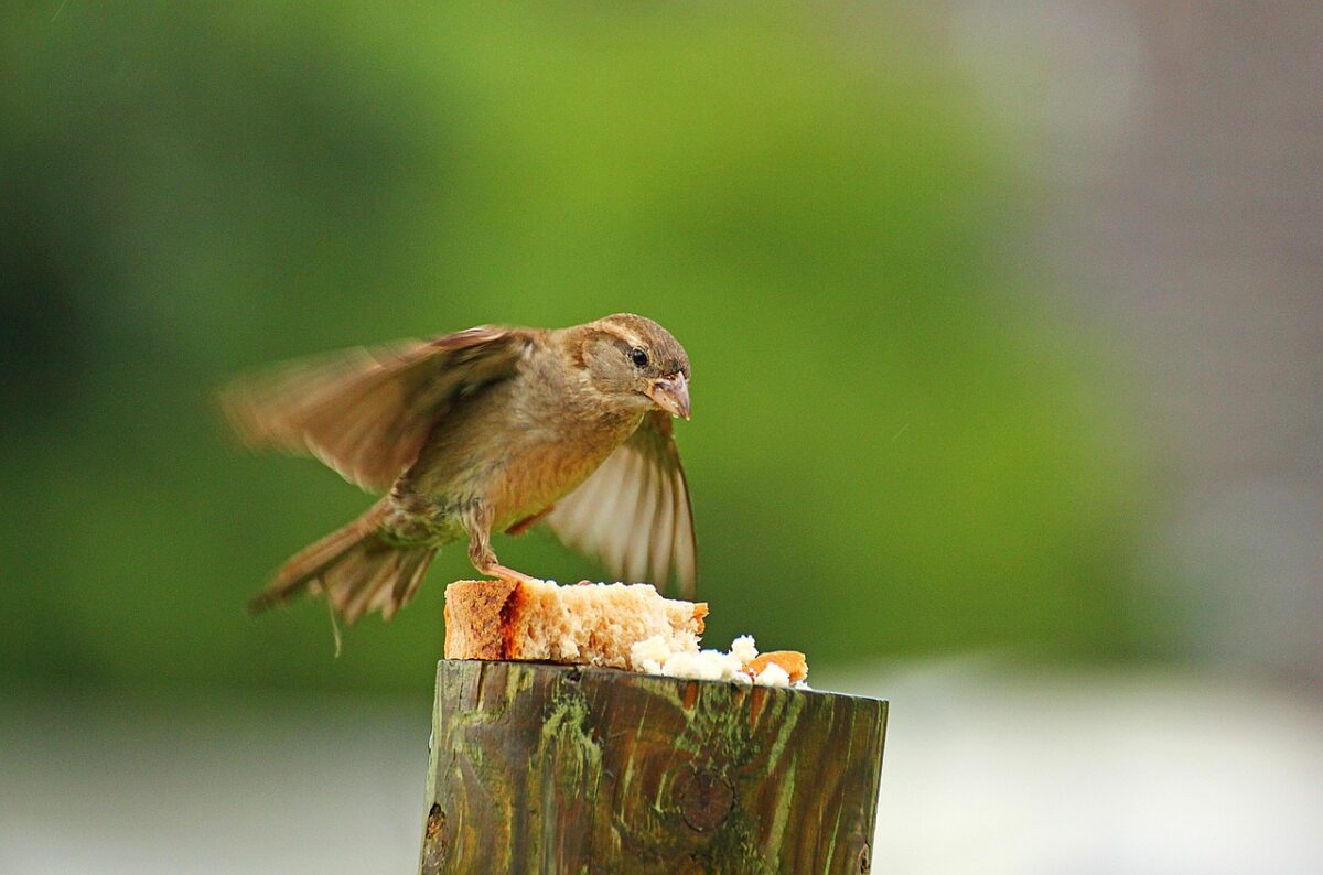 Vogel eet brood van paal