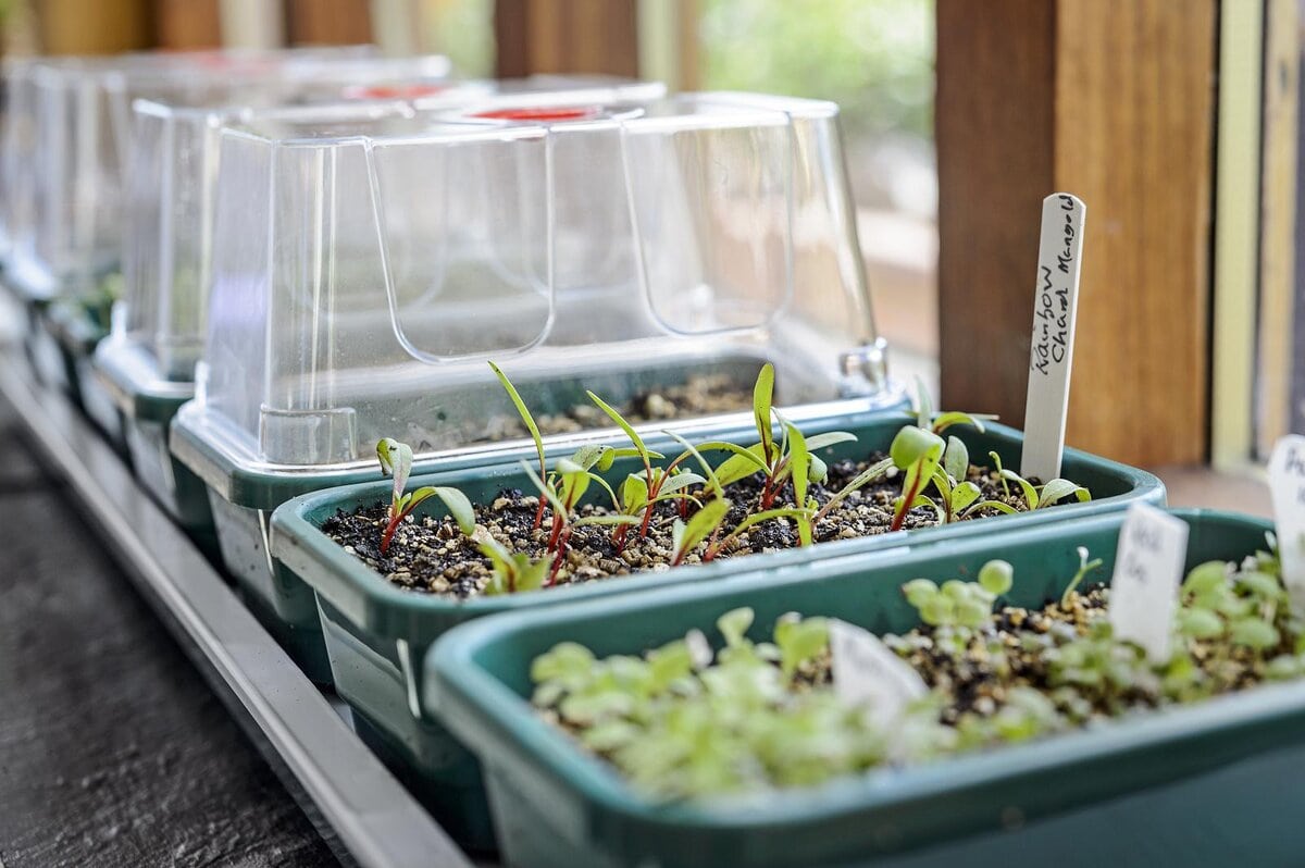 beginnersfouten: te vroeg zaaien