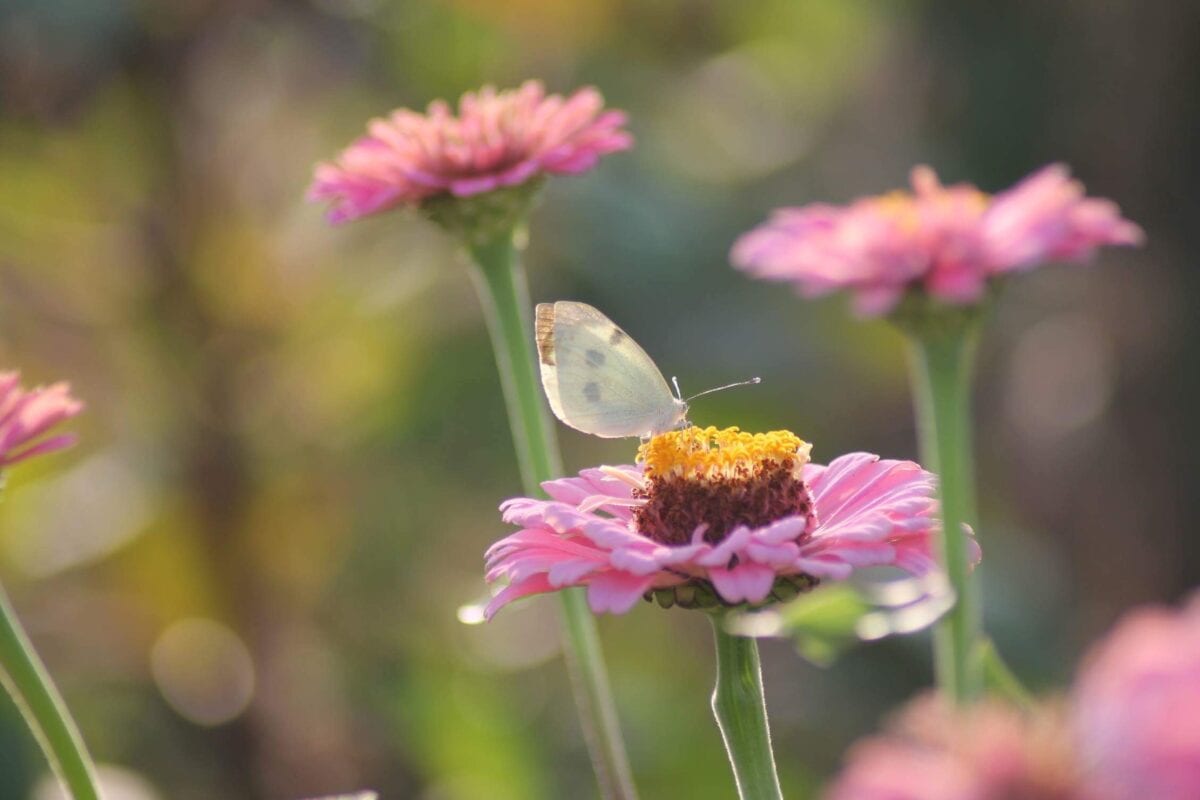 Roze zinnia's met een witte vlinder.