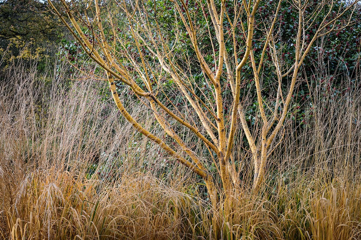 Kale takken van boom tussen gras.
