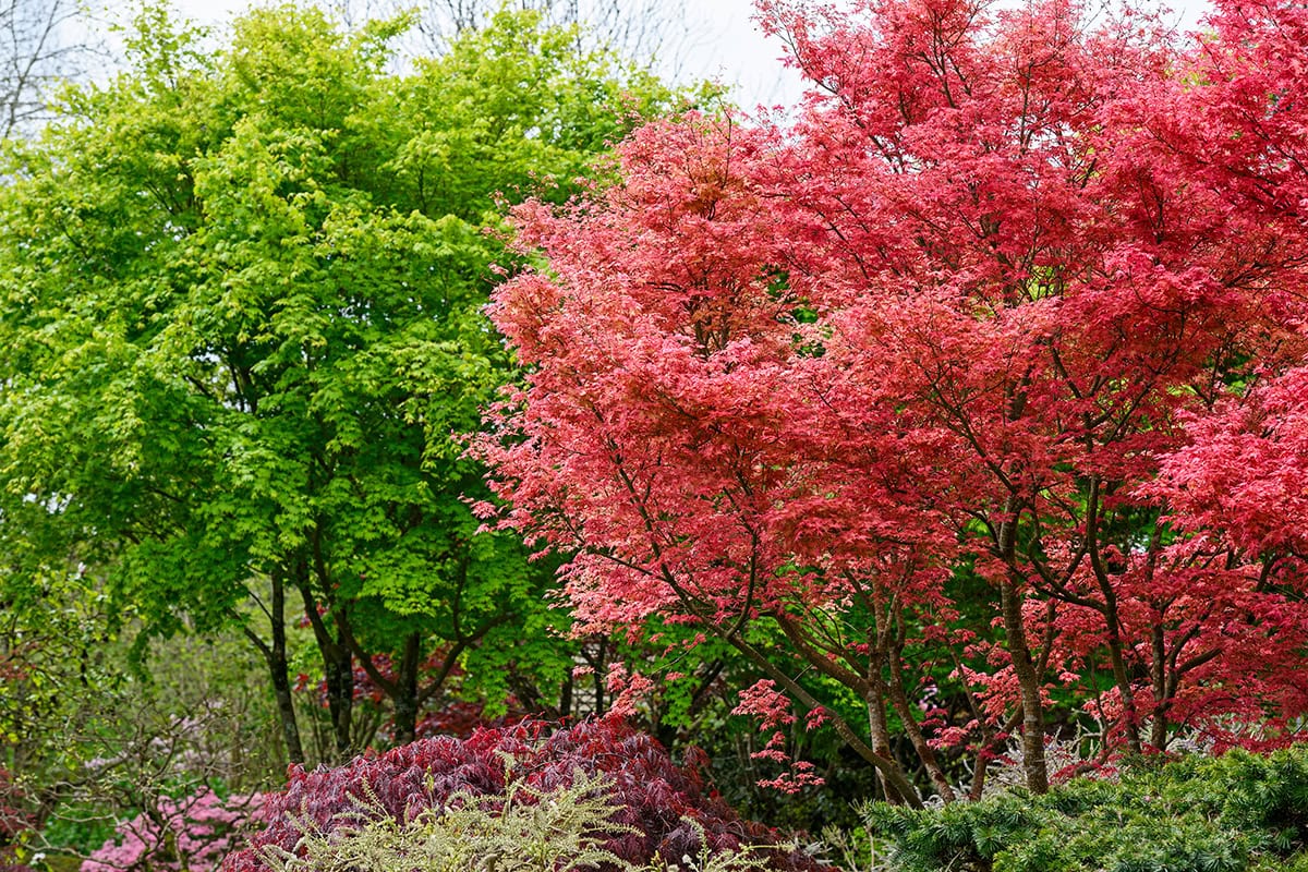 Bomen met rode en groene bladeren in een tuin.