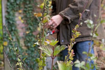takken met herfstbladeren met man op achtergrond met snoeischaar.