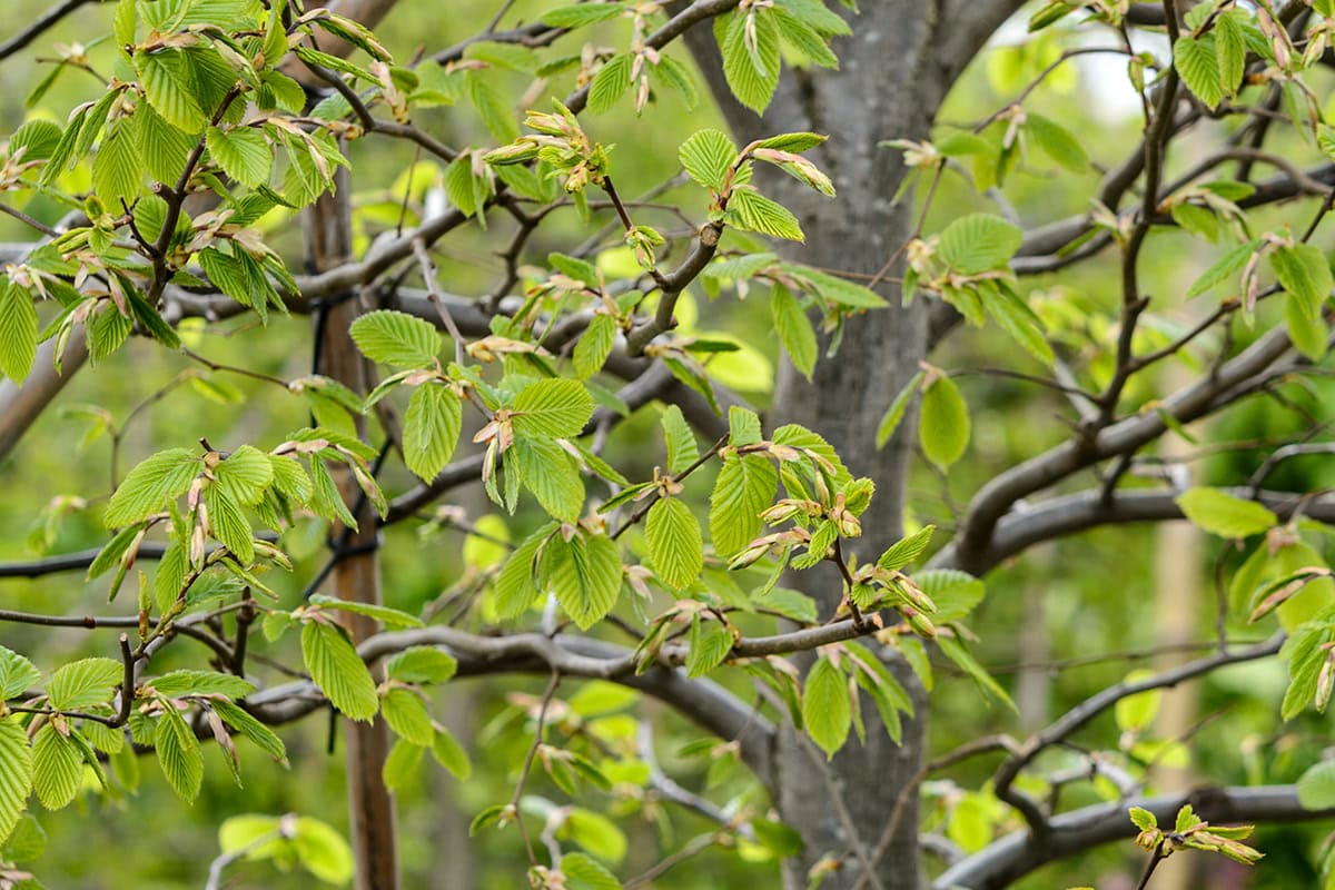 Takken met frisgroene nieuwe bladeren