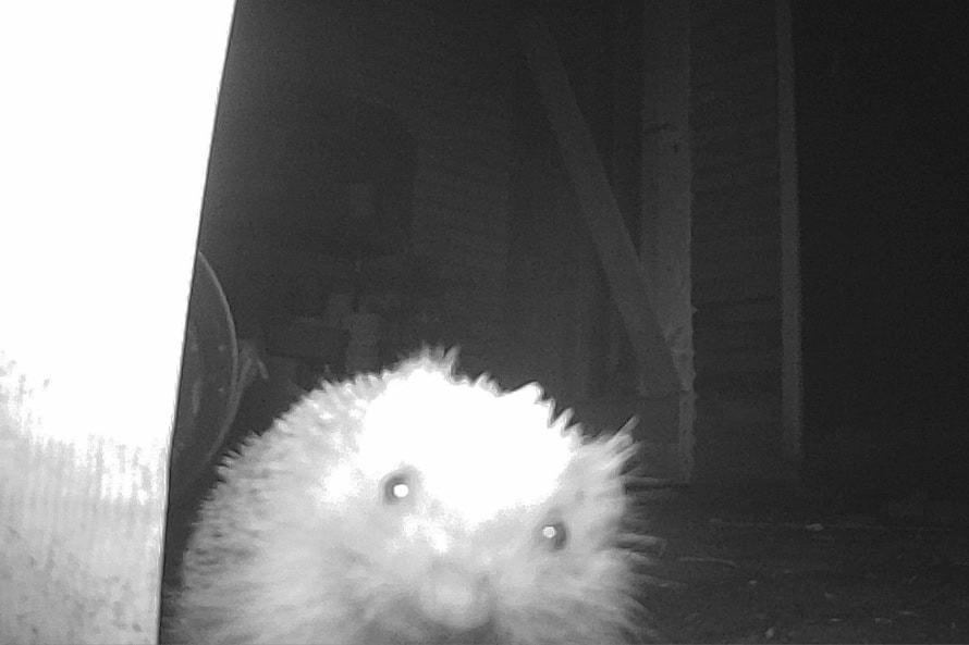 Close-up van een egel gefilmd met een nachtcamera