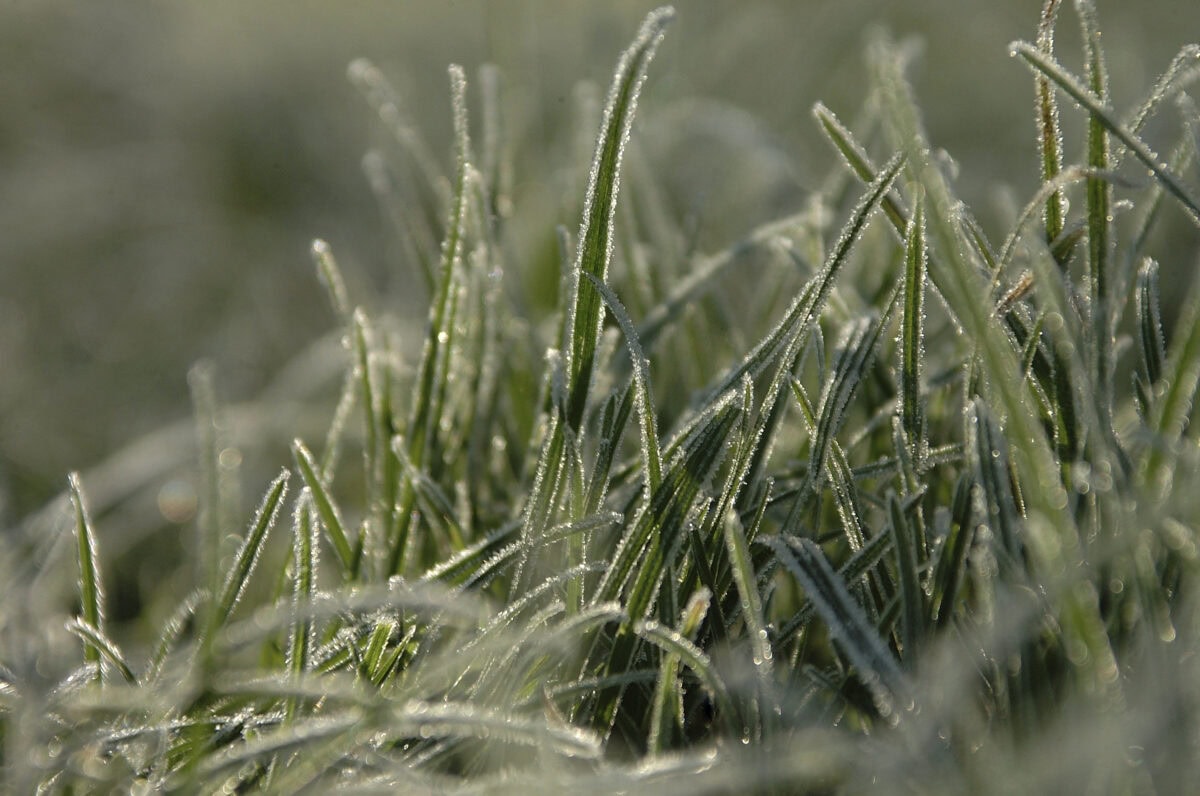 Bevroren gras gazon.