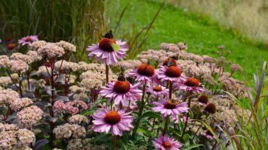 Border met zonnehoed