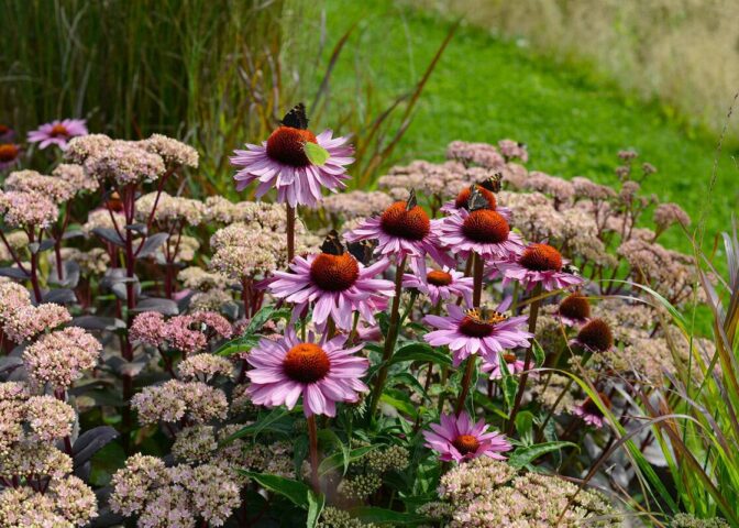 Border met zonnehoed