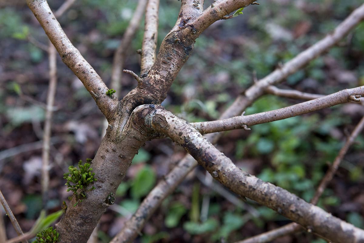 kale takken met beschadiging rond stam