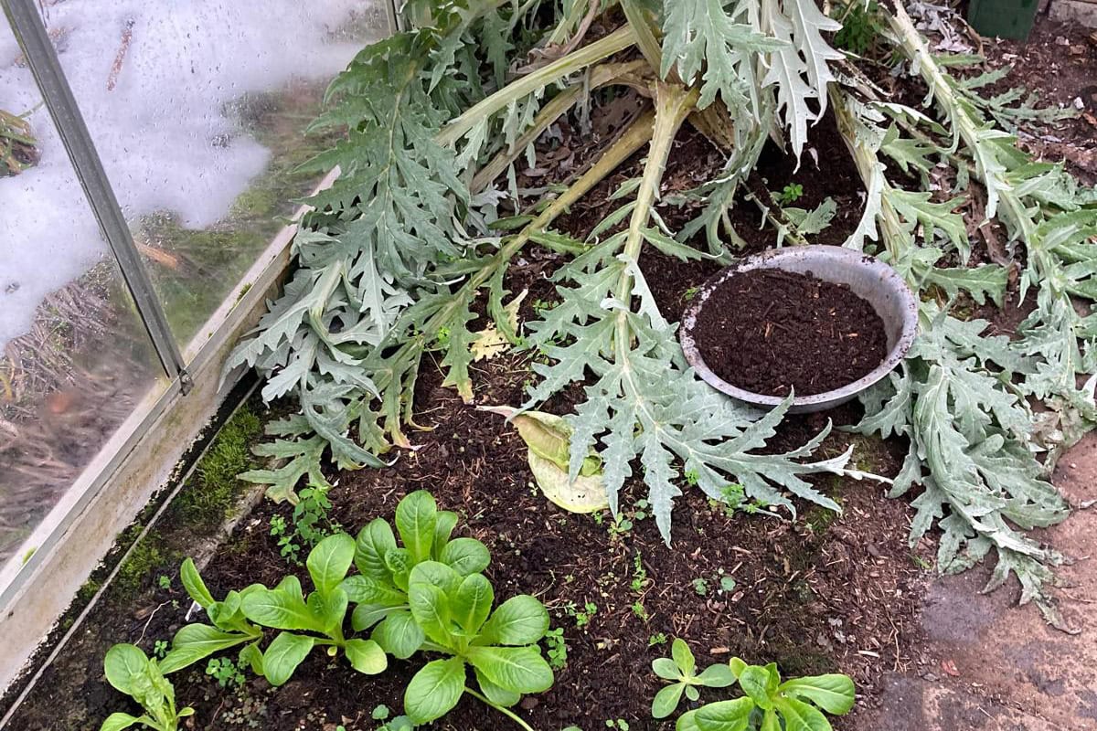 Planten in de kast krijgen extra compost tegen vorst.