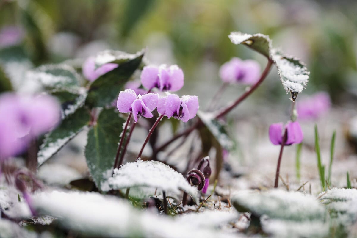 Cyclamen in de tuin met een laagje sneeuw.