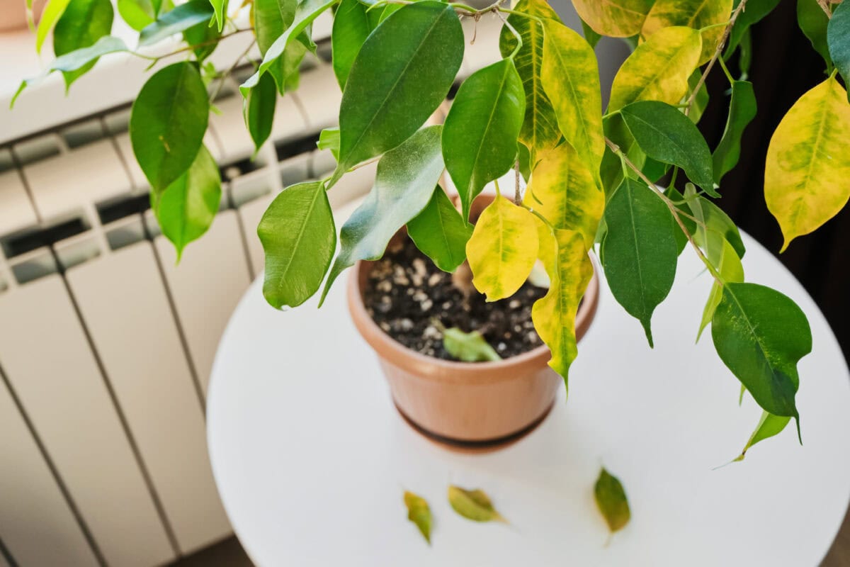Ficus kamerplant met geel blad en blad dat op tafel ligt.