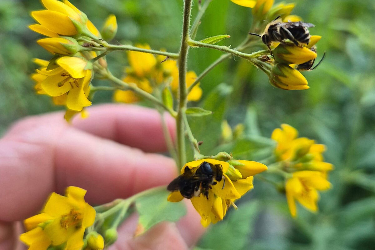 Iemand houdt grote wederik met gele bloemen aan de stengel vast. Er zit een slobkousbij op.
