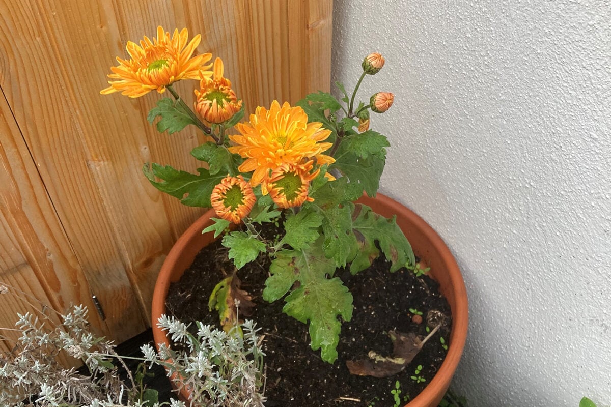 Oranje bloemen van een chrysant in pot.