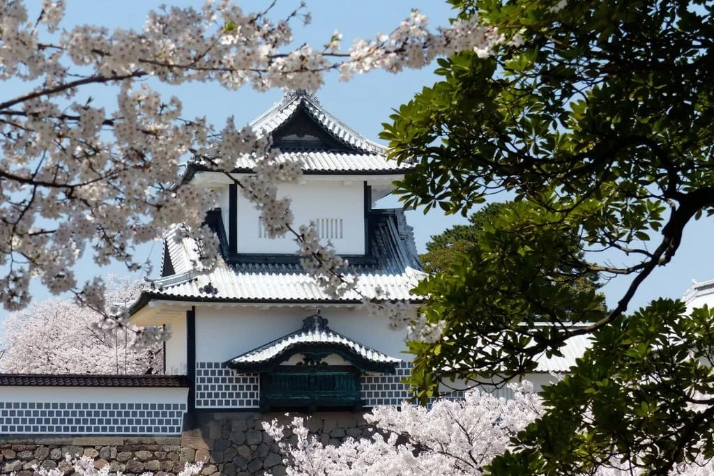 Kersenbloesem in Japan.