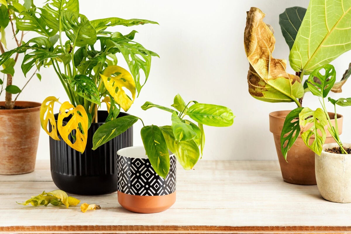 Meerdere kamerplanten met gele bladeren.