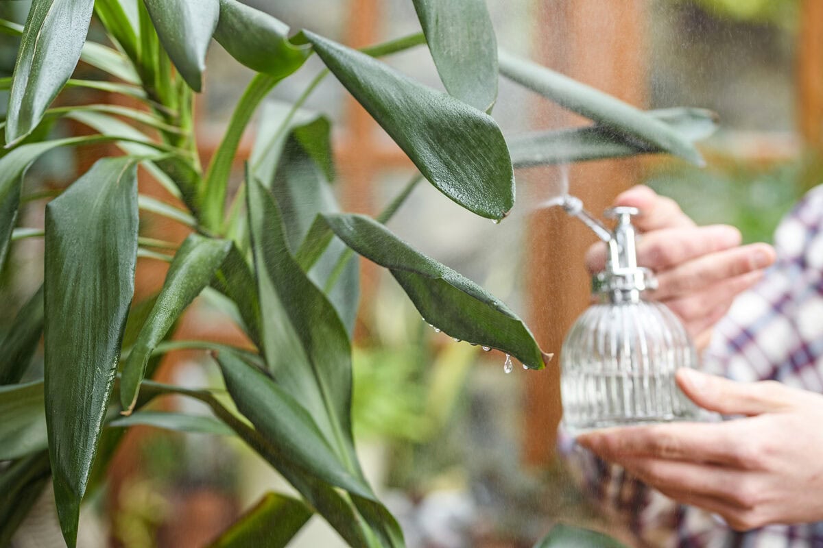 Een kamerplant met verlepte bladeren krijgt extra vocht met een plantensprayer.