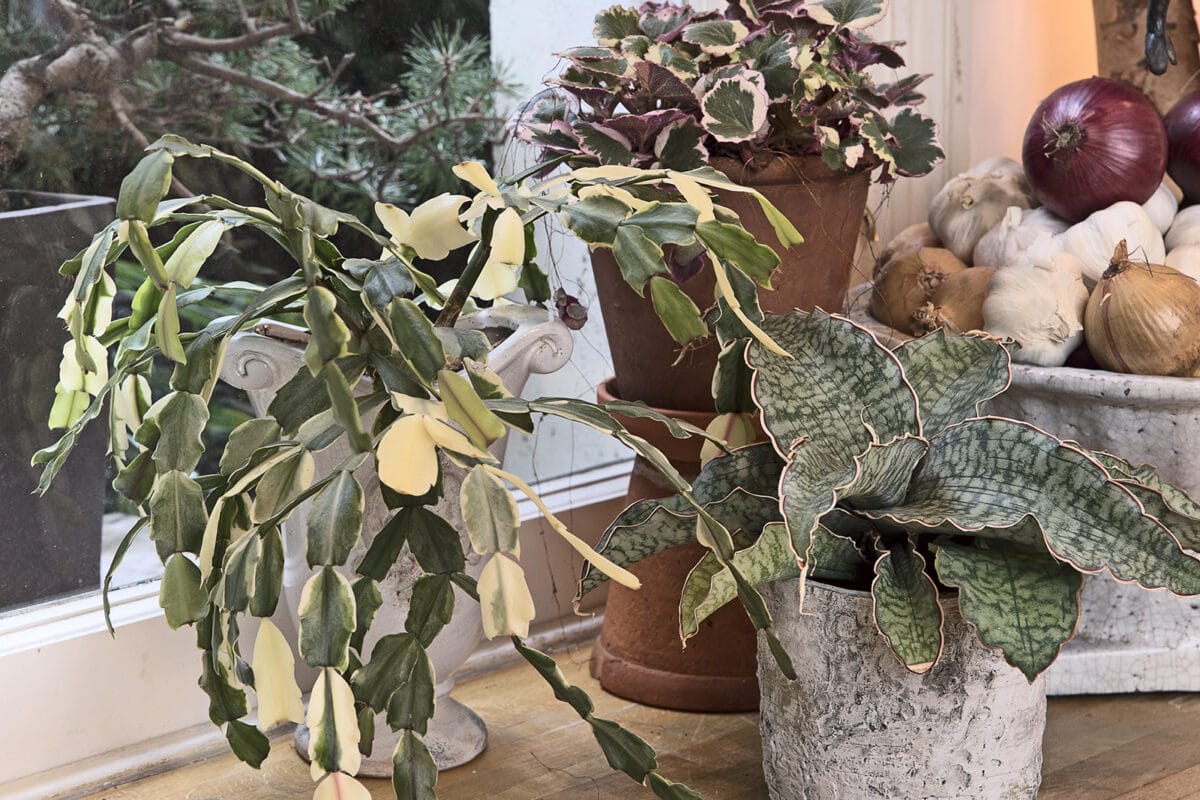 Kamerplanten op de vensterbank in de keuken, in het licht.
