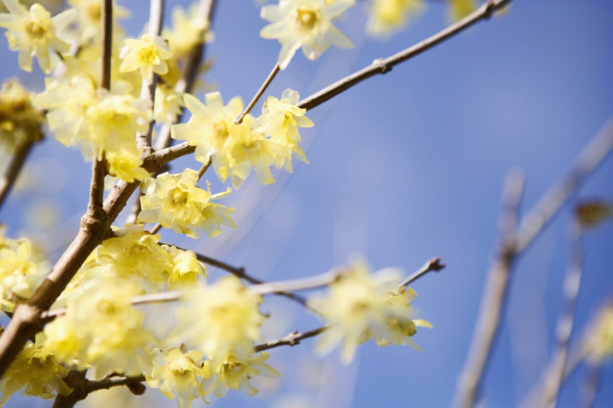 De gele bloemen van het meloenboompje tegen een blauwe lucht.
