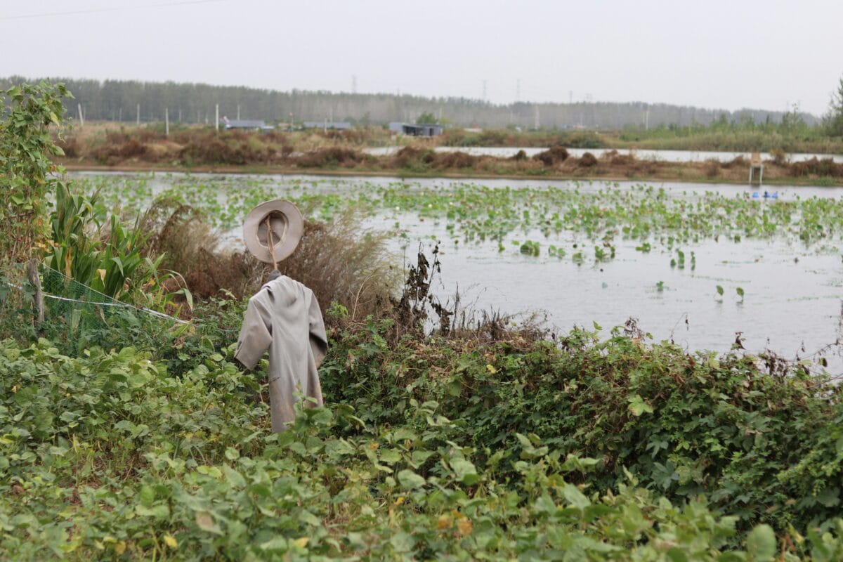 Minimalistische vogelverschrikker van kleding en hoed op stokken tegen een achtergrond van rivier en planten.