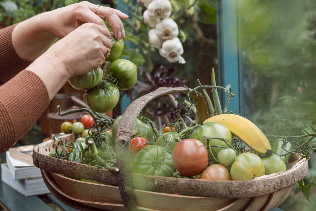 Iemand pakt tomaten uit een oogstmand.