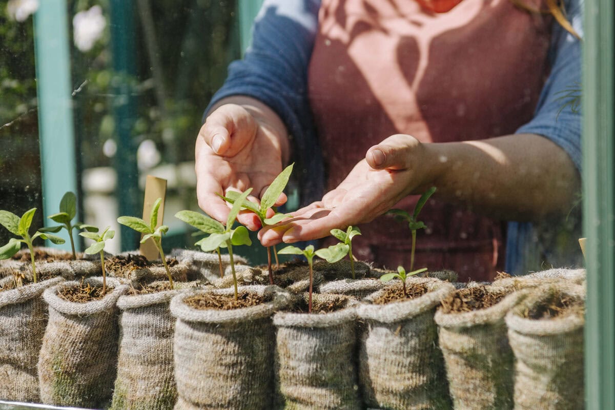 Zaailingen van moestuinplanten in wollen potjes.