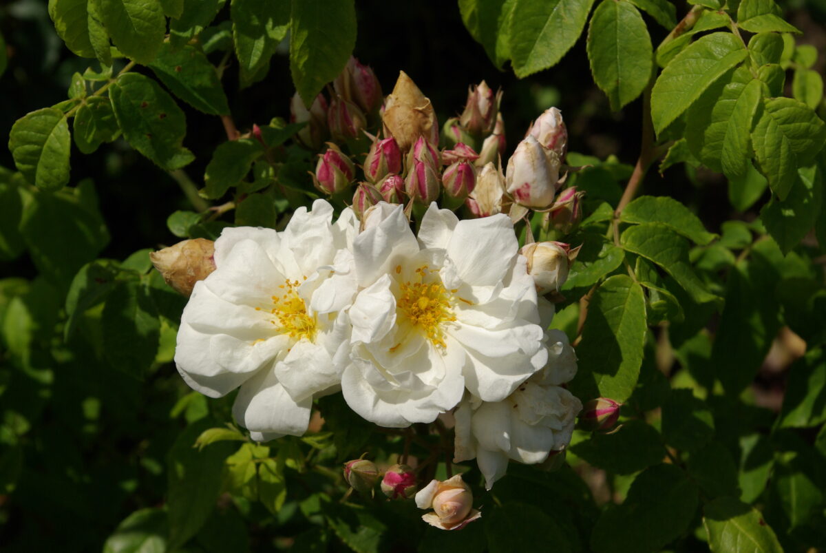 De roos Rosa moschata 'Autumnalis' met haar witte bloemen.