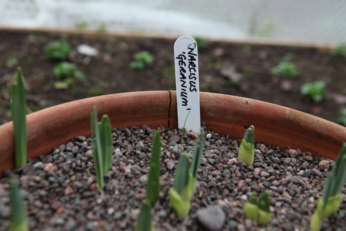 Narcissen in een pot in de kas.