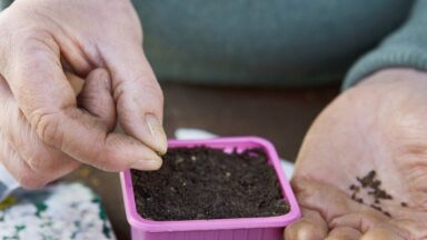 Iemand zaait ridderspoor voor in een paars potje.
