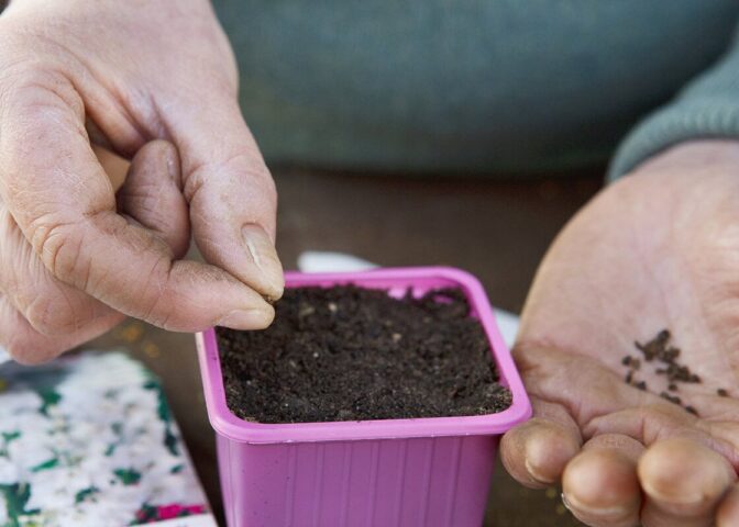 Iemand zaait ridderspoor voor in een paars potje.