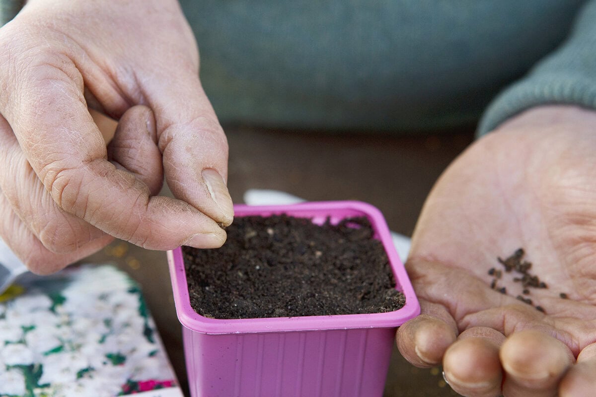 Iemand zaait ridderspoor voor in een paars potje.