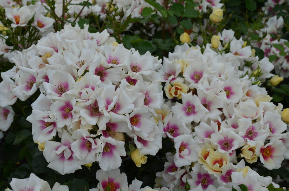 De vele, kleurige bloemen van roos 'Looking for Love'.