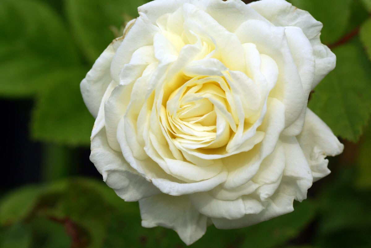 De witte bloem van Rosa 'Madeline Selzer'.