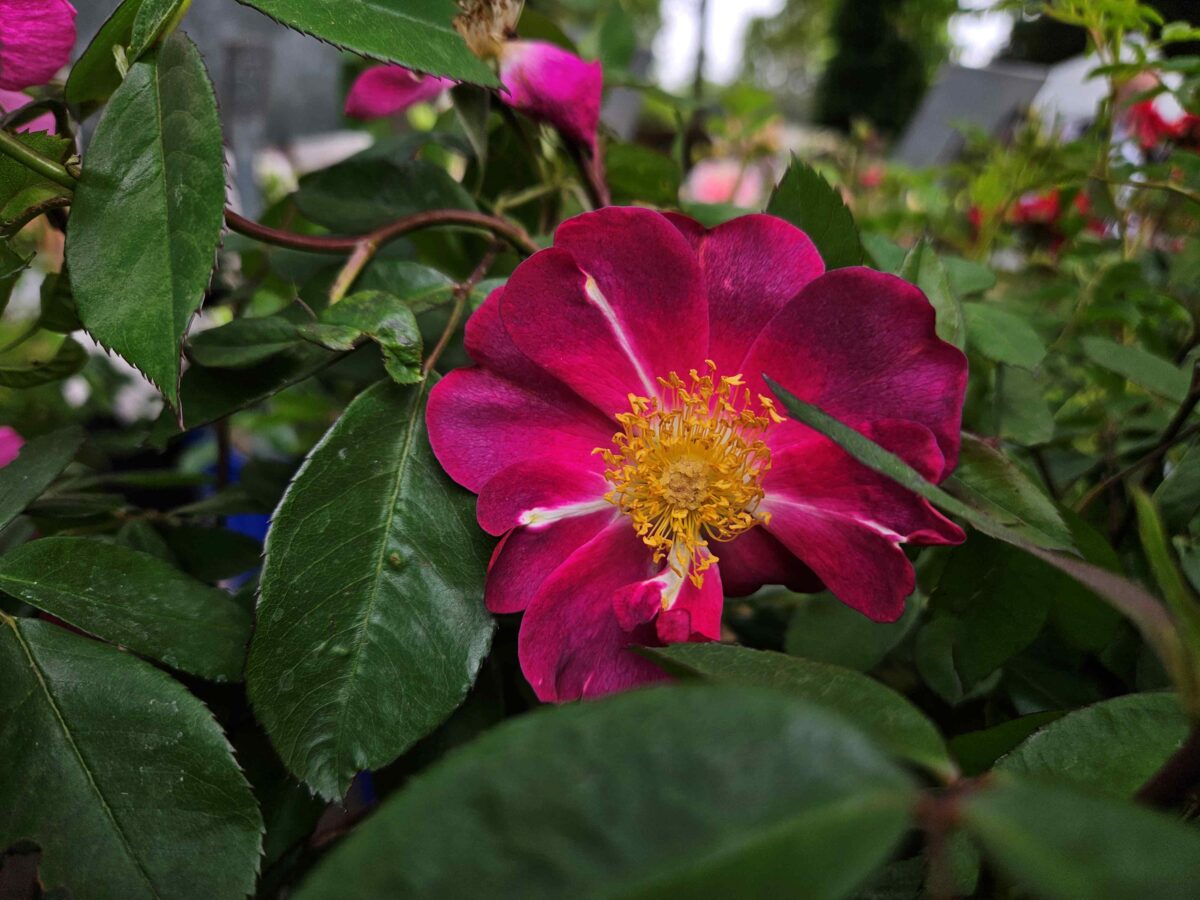 Roos 'Indian Love Call' met dieproze bloemen.
