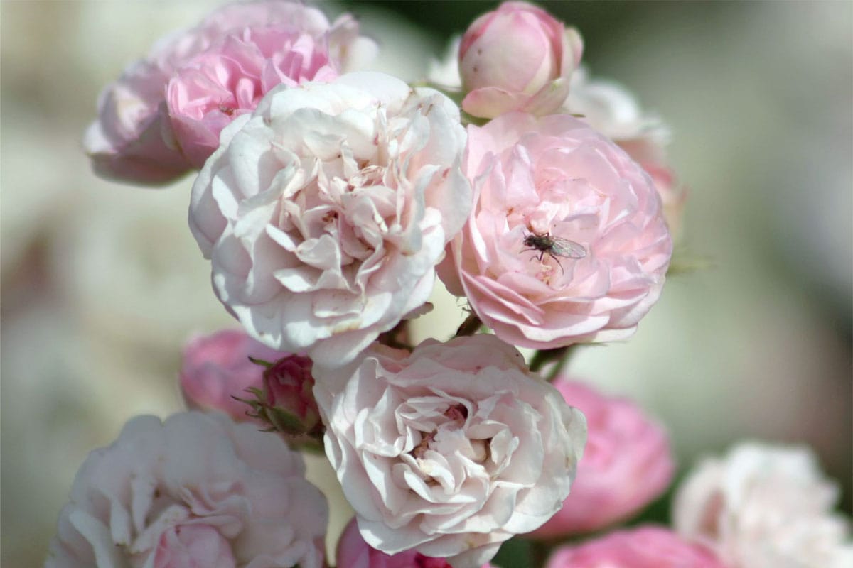 De lichtroze bloemen van roos 'Pearls and Diamonds'.