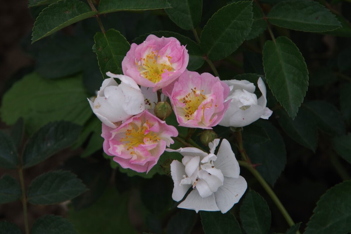 De bloemen en knoppen van roos 'Abigail Adams'.