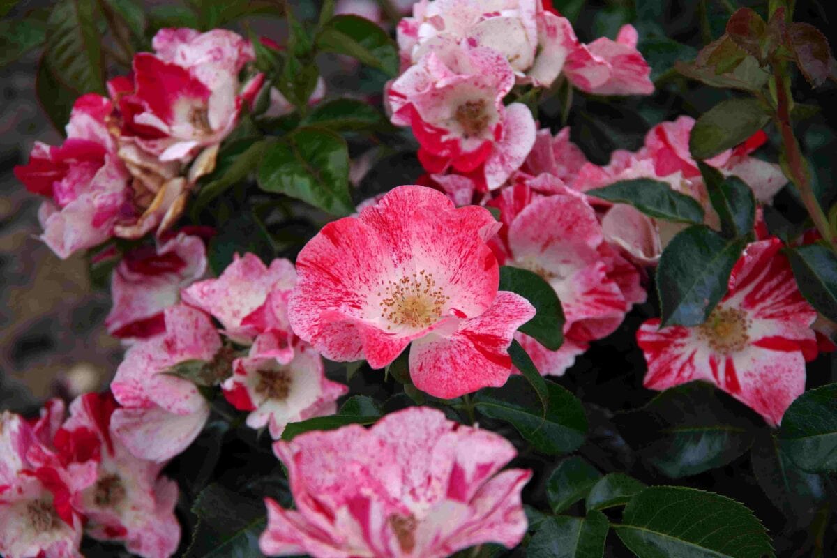 De gestreepte roze-witte bloemen van roos 'Simsalabim'.