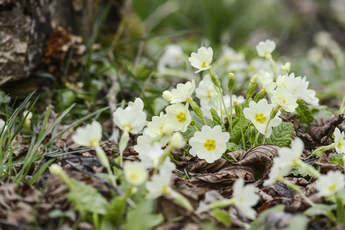 Geel-witte bloemen van sleutebloem in de tuin.
