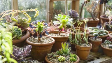 Een heleboel vetplanten en cactussen in een kas.