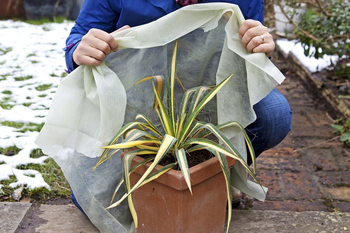 Vrouw doet vliesdoek om een plant in de winter bij vorst.