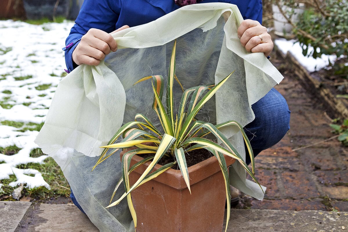 Vrouw doet vliesdoek om een plant in de winter bij vorst.