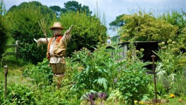 Klassieke vogelverschrikker in een moestuin.