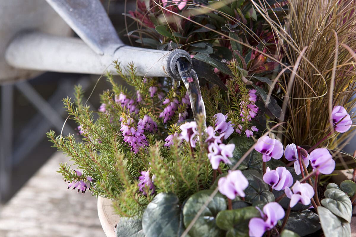 Met een gieter krijgt een winterse pot water.